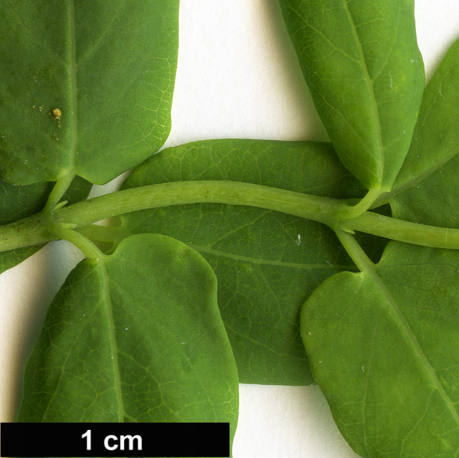 High resolution image: Family: Caprifoliaceae - Genus: Lonicera - Taxon: rupicola - SpeciesSub: var. syringantha